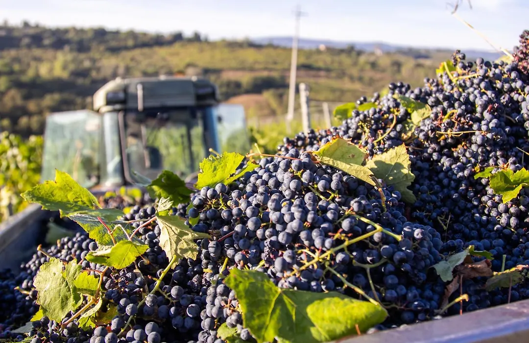 Tenuta Moriano-1